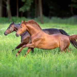 Billet Langebækgaard