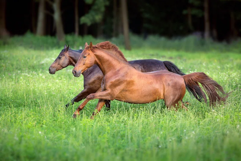 Billet Langebækgaard